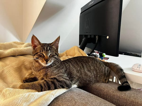 MÂCHOUILLE À ADOPTÉ AVEC UN CHAT DEJA PRÉSENT CHEZ VOUS