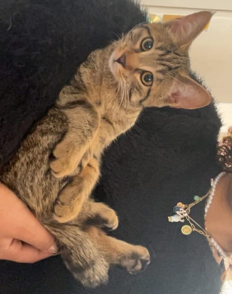 MÂCHOUILLE À ADOPTÉ AVEC UN CHAT DEJA PRÉSENT CHEZ VOUS