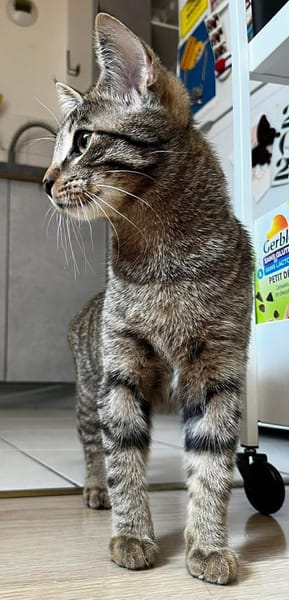 MÂCHOUILLE À ADOPTÉ AVEC UN CHAT DEJA PRÉSENT CHEZ VOUS