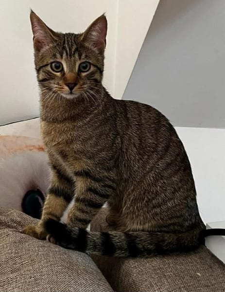 MÂCHOUILLE À ADOPTÉ AVEC UN CHAT DEJA PRÉSENT CHEZ VOUS
