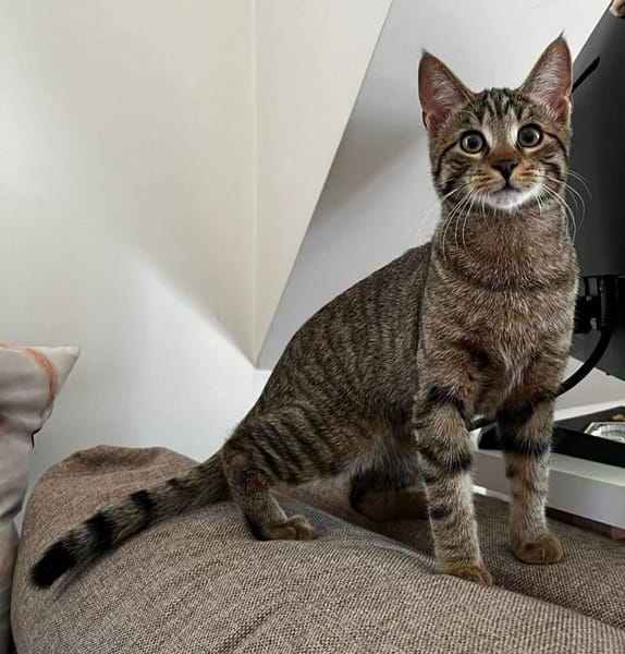 MÂCHOUILLE À ADOPTÉ AVEC UN CHAT DEJA PRÉSENT CHEZ VOUS
