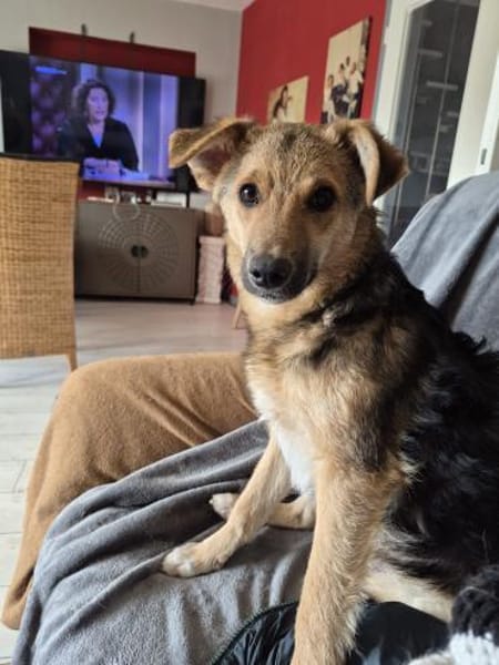 Max sucht ein schönes Zuhause