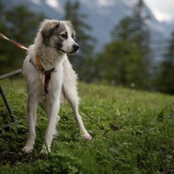 Willow - Zurückhaltender, toller Rüde