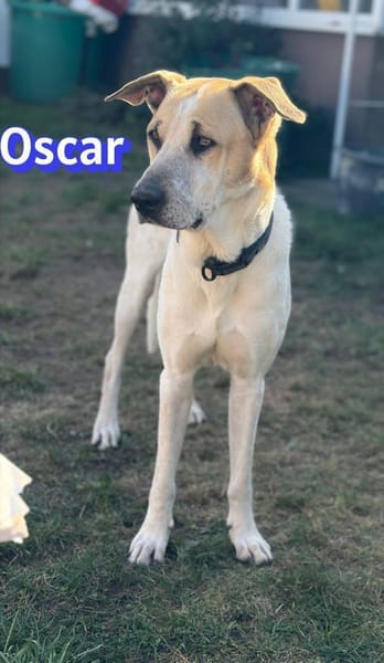 Vermittlungshilfe Oscar - Rodgau