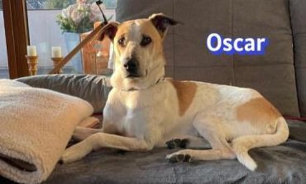 Vermittlungshilfe Oscar - Rodgau