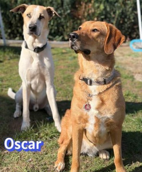 Vermittlungshilfe Oscar - Rodgau