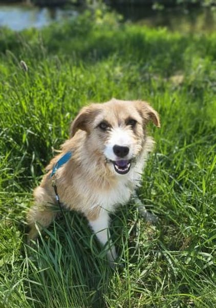 Roxy - eine sensible Begleiterin