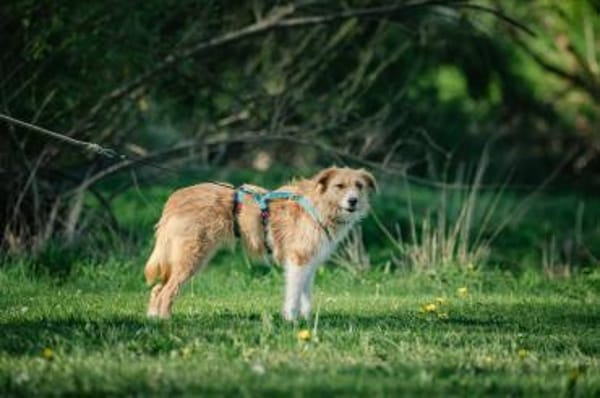 Roxy - eine sensible Begleiterin