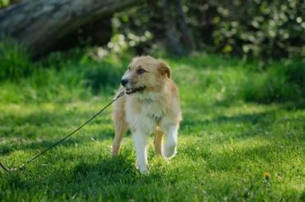 Roxy - eine sensible Begleiterin
