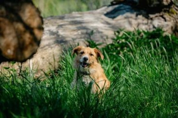Roxy - eine sensible Begleiterin