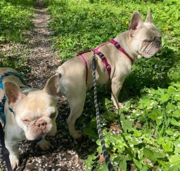 Chester und Cara 🐕Dreamteam
