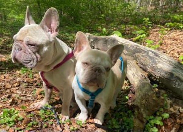 Chester und Cara 🐕Dreamteam