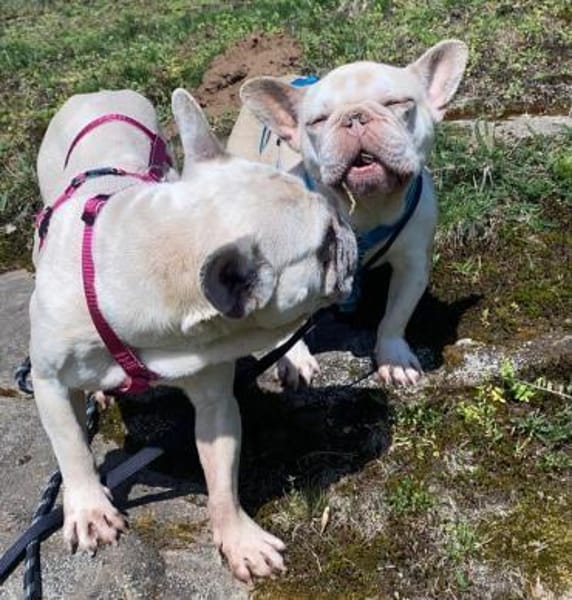 Chester und Cara 🐕Dreamteam