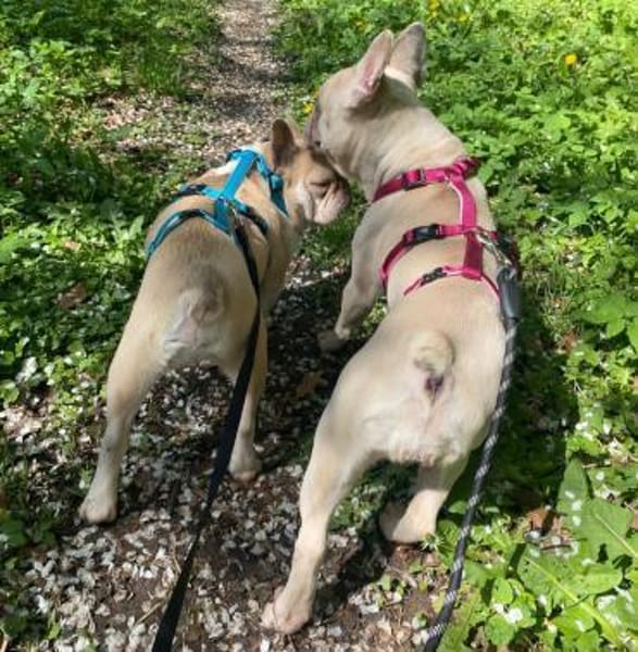 Chester und Cara 🐕Dreamteam