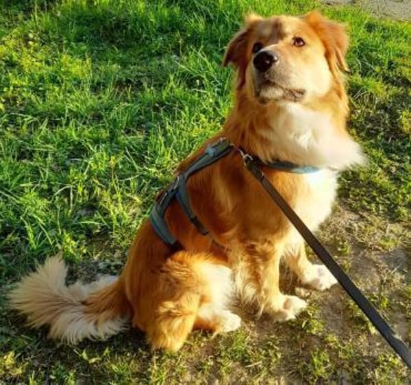 Charly Mix Rüde 2,5 Jahre PS  in 35641