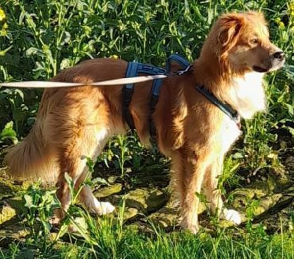 Charly Mix Rüde 2,5 Jahre PS  in 35641
