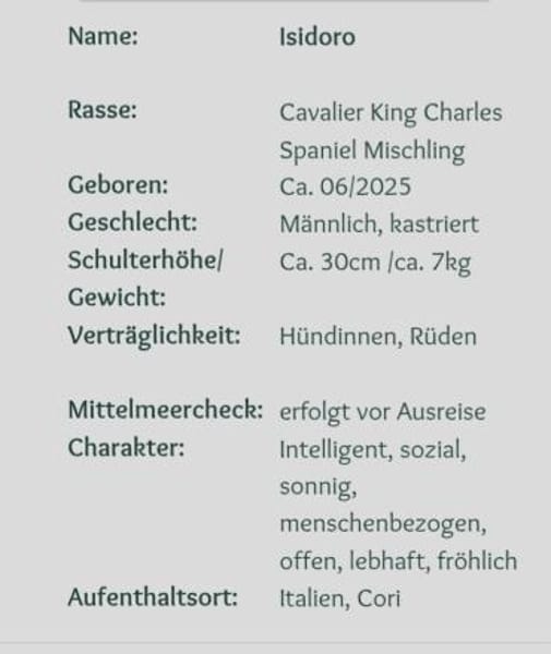 Isidoro , kleiner Junghund