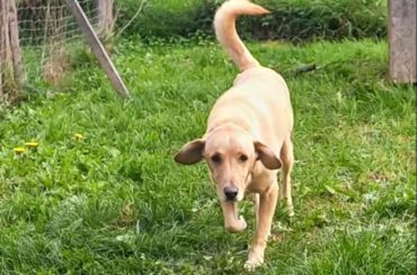 Charlie liebt es zu schmusen