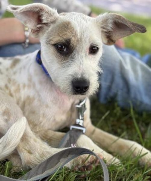 Nussini Terriermix / PLZ 82284