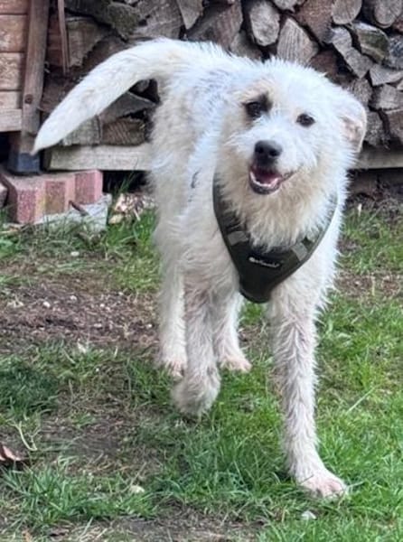 Nussini Terriermix / PLZ 82284