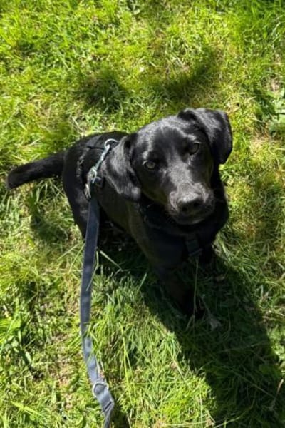 ♥Sammy♥ in 66583 Spiesen-Elversberg