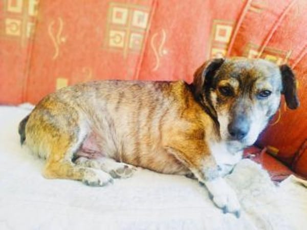 Fritz ein lieber Dackelmix