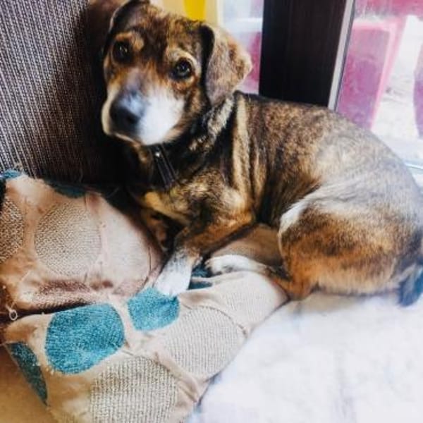 Fritz ein lieber Dackelmix