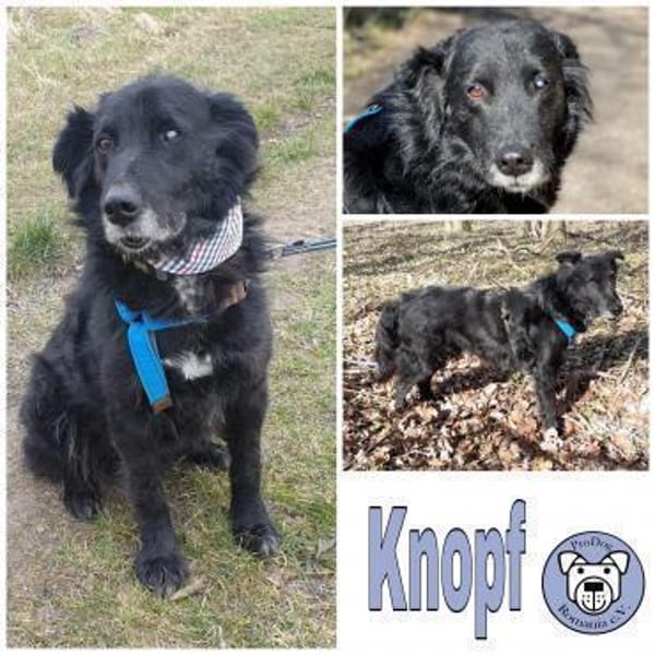 KNOPF ** liebenswerter Senior