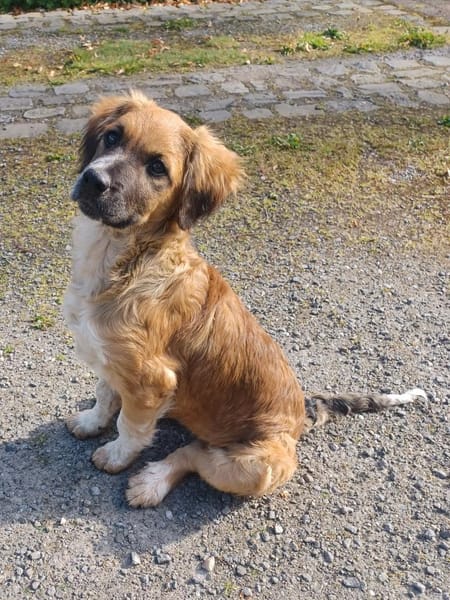 zarter Theo sucht seine Menschen 😍