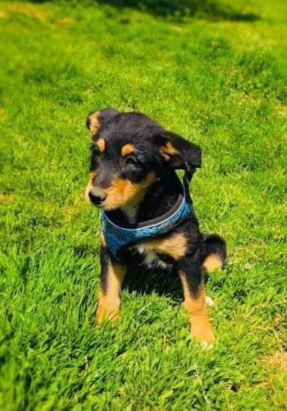 Ricka sucht ein Zuhause
