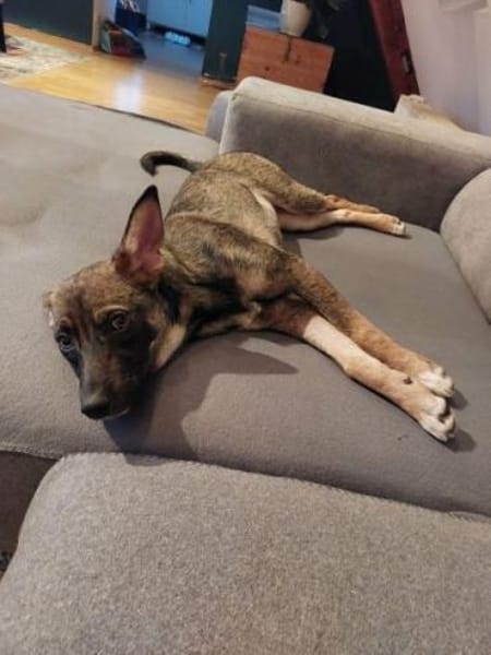 POLLINA -Rundum tolles Hundekind-