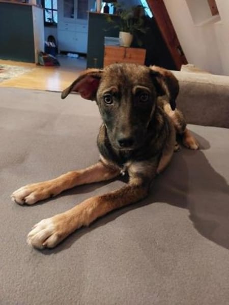 POLLINA -Rundum tolles Hundekind-