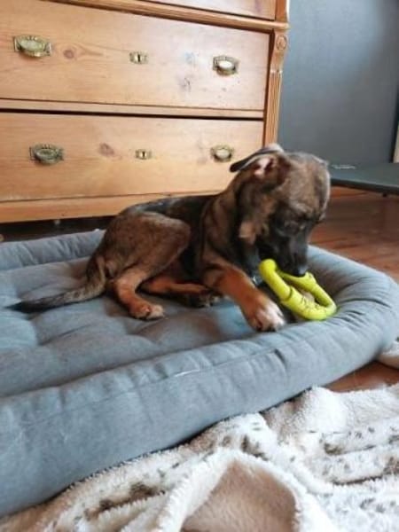 POLLINA -Rundum tolles Hundekind-
