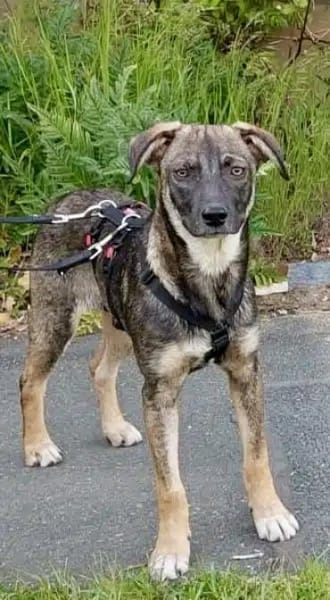POLLINA -Rundum tolles Hundekind-