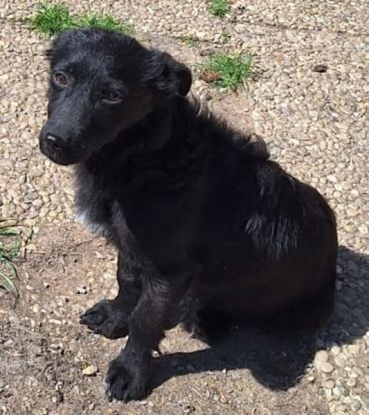 LISABEL -rundum tolles Hundekind-
