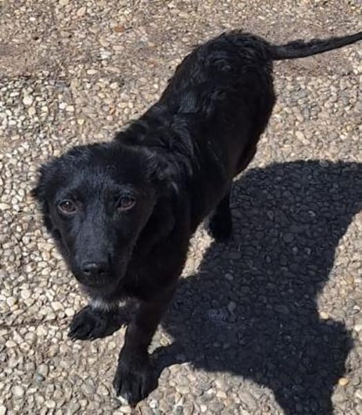 LISABEL -rundum tolles Hundekind-