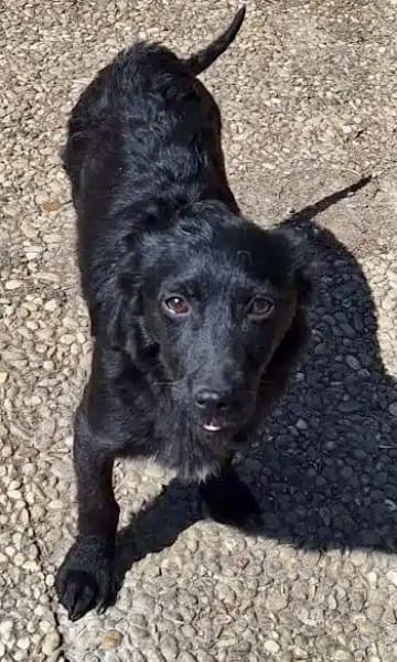 LISABEL -rundum tolles Hundekind-