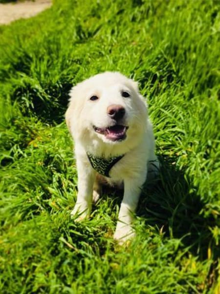 Josi ein sehr verschmustes Hundekind