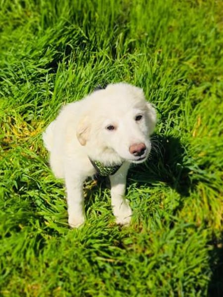Josi ein sehr verschmustes Hundekind