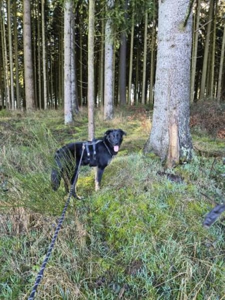 Dora sucht ihre Menschen💕🍀🐾