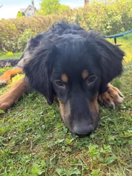 Leonardo 💛 sucht seine Menschen