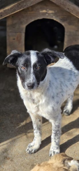Samra sucht liebevolles Zuhause (I)