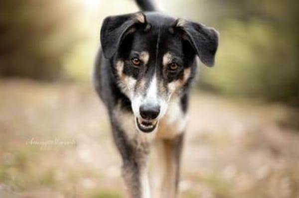 CAMEO -wahrer Sonnenschein-
