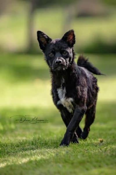 KNÖPPI -rundum tolles Hundekind-