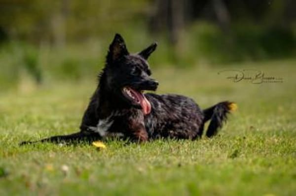 KNÖPPI -rundum tolles Hundekind-