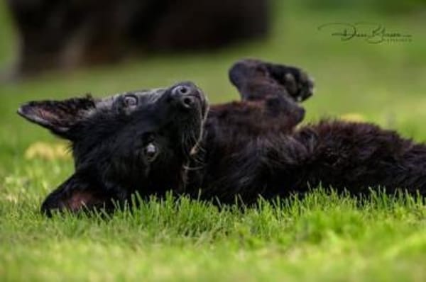 KNÖPPI -rundum tolles Hundekind-