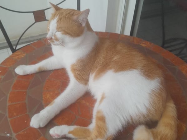 MOUMOUSSE