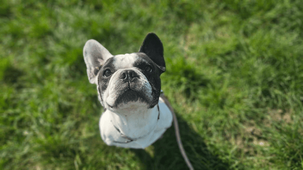 PACO