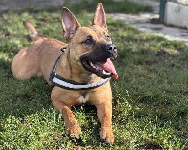 FENDIE