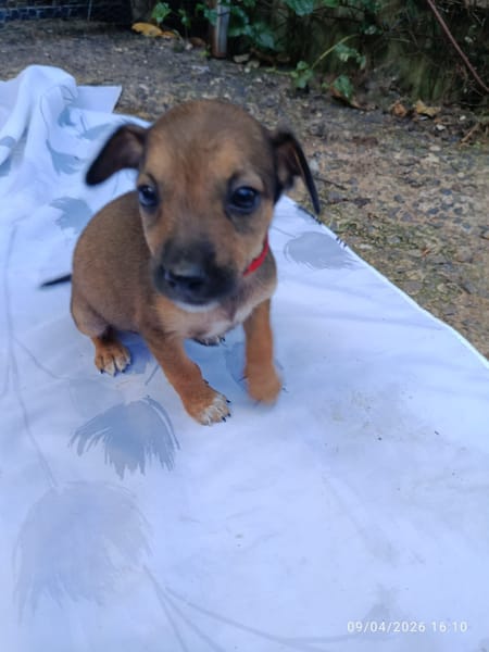 NEYA, CHIOT FEMELLE BERGER CRÉOLE